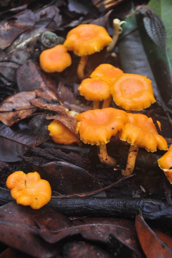 Na trilha para o Salto Angel, cogumelos com cara de mixirica, em Canaima, no sul da Venezueka